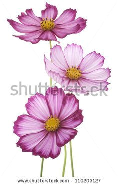 Drawings Of Cosmos Flowers Cosmos Flower Tattoos Cosmos Flower Tattoo Cosmos Flowers Tattoo