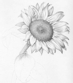 Drawings Of Daisy Flowers 1412 Nejlepa A Ch Obrazka Z Nasta Nky Flower Drawings Drawings