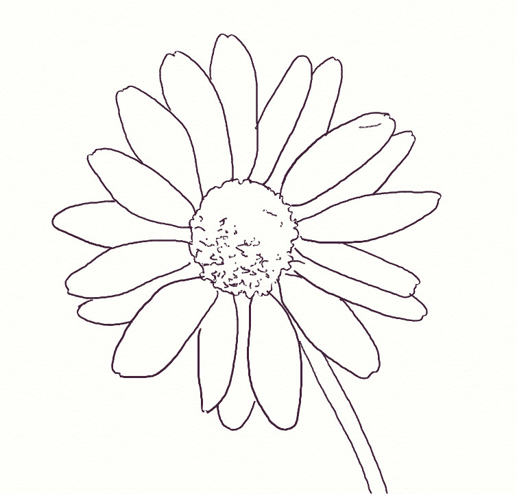Drawings Of Daisy Flowers How to Draw A Realistic Daisy