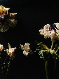 Drawings Of Dead Flowers 73 Best Dead Flowers Images Flower Art Botanical Art Dying Flowers