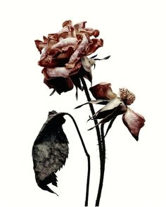 Drawings Of Dead Roses 73 Best Dead Flowers Images Flower Art Botanical Art Dying Flowers
