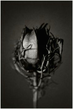 Drawings Of Dead Roses 73 Best Dead Flowers Images Flower Art Botanical Art Dying Flowers