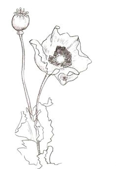 Drawings Of Delicate Flowers 1412 Nejlepa A Ch Obrazka Z Nasta Nky Flower Drawings Drawings
