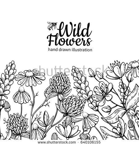 Drawings Of Detailed Flowers Wild Flowers Vector Drawing Set isolated Meadow Plants and Leaves