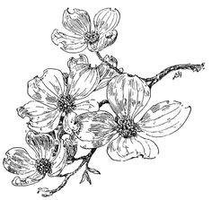 Drawings Of Dogwood Flowers 18 Best Dogwood Images Dogwood Flowers Dogwood Flower Tattoos