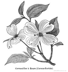 Drawings Of Dogwood Flowers 18 Best Dogwood Images Dogwood Flowers Dogwood Flower Tattoos