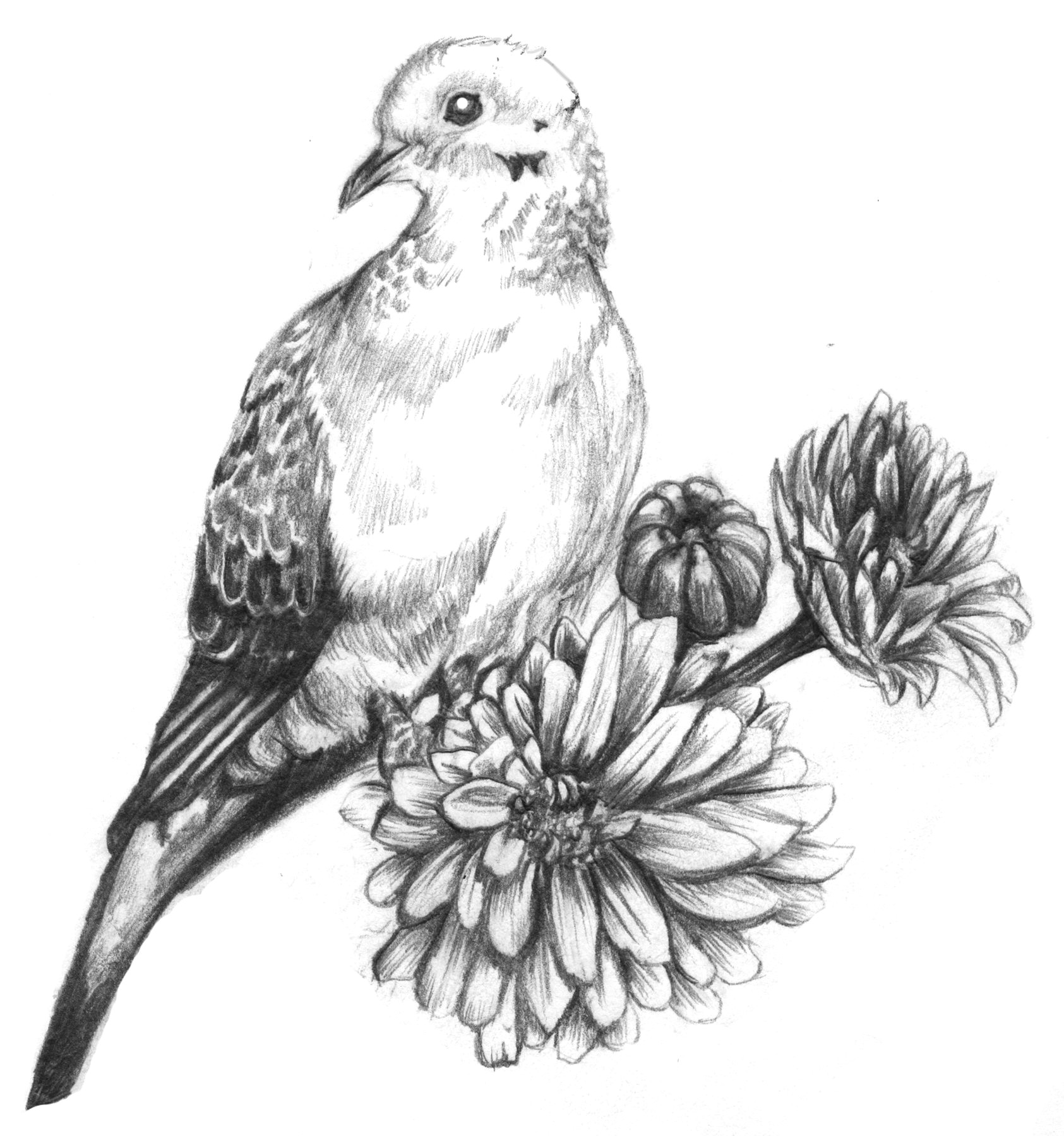 Drawings Of Doves and Roses Mourning Dove Tattoo Mourning Dove Tattoo Tattoos Dove Tattoos