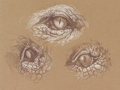 Drawings Of Dragon Eyes 360 Best How to Draw Dragons Images In 2019 Ideas for Drawing