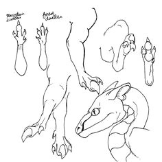 Drawings Of Dragons Feet 26 Best How to Draw Dragon Feet and Dragon Arms Images How to Draw