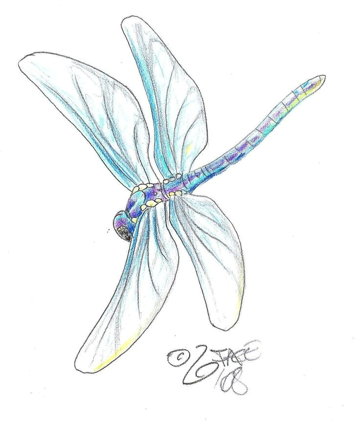 Drawings Of Dragons Flying Dragonfly Pencil Drawing Illustrations In 2019 Dragonfly Tattoo