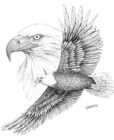 Drawings Of Eagle Eyes 221 Best Eagle Sketches Images Eagle Drawing Eagle Painting