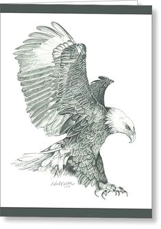 Drawings Of Eagle Eyes 221 Best Eagle Sketches Images Eagle Drawing Eagle Painting