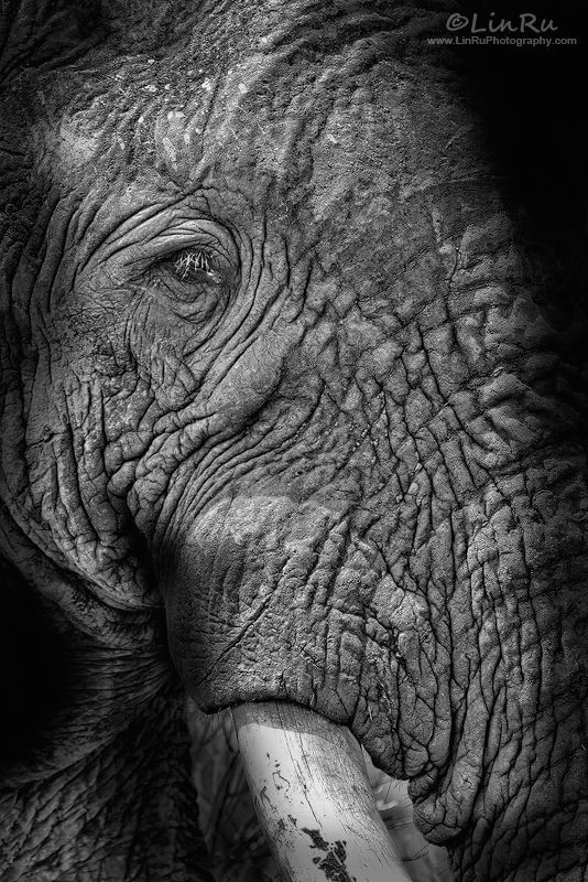 Drawings Of Elephant Eyes Elephant Abstract by Rudi Van Den Heever Via 500px Animals