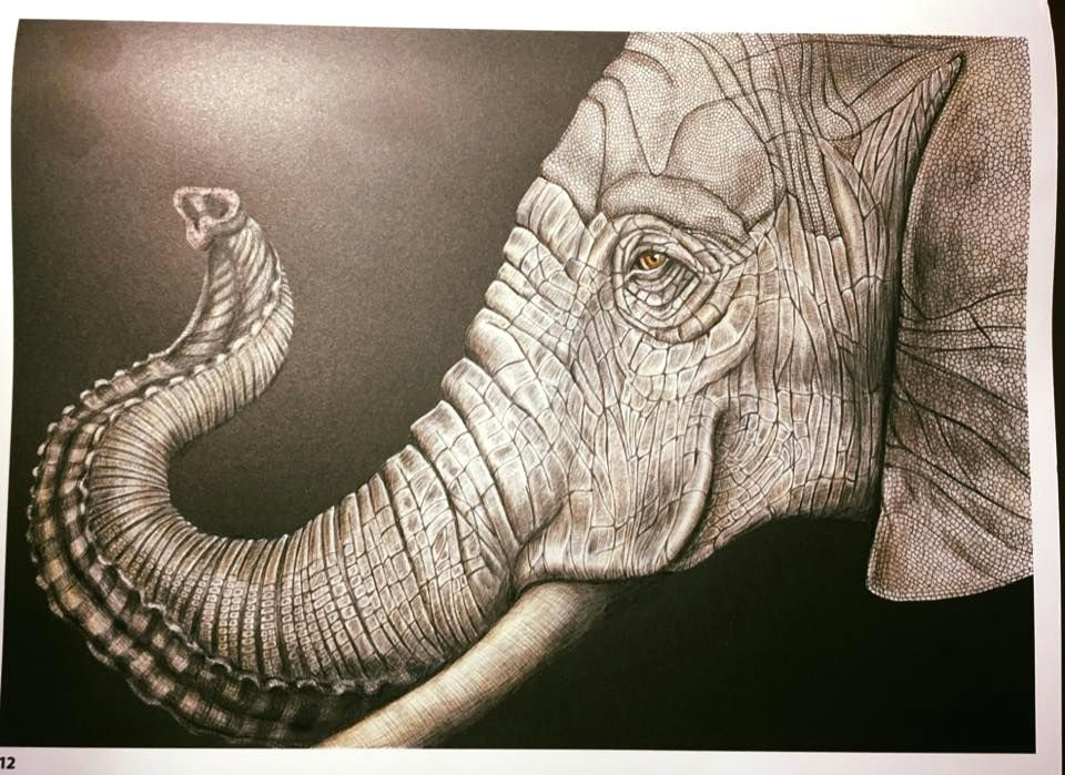 Drawings Of Elephant Eyes Elephant by Janet Lee Daniel Intricate Ink Animals In Detail