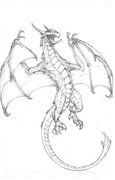 Drawings Of European Dragons 968 Best Dragon Drawings Images Mandalas Coloring Books