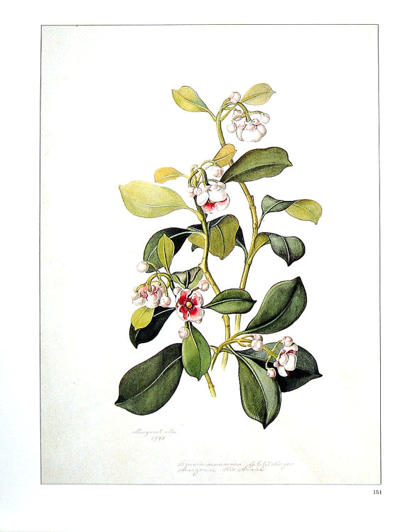 Drawings Of Exotic Flowers Exotic Flower Print orchid Flower Clusia Nemorosa Drawing 2