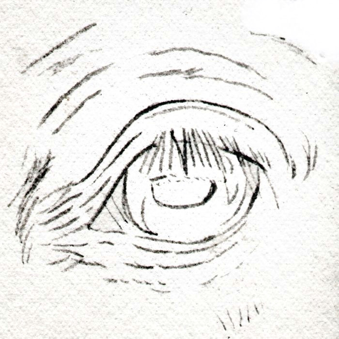 Drawings Of Eyes Looking Down Draw Horse Eyes Step by Step
