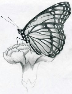 Drawings Of Flower and butterfly Drawings Of Flowers and butterflies My Drawing Of A butterfly by