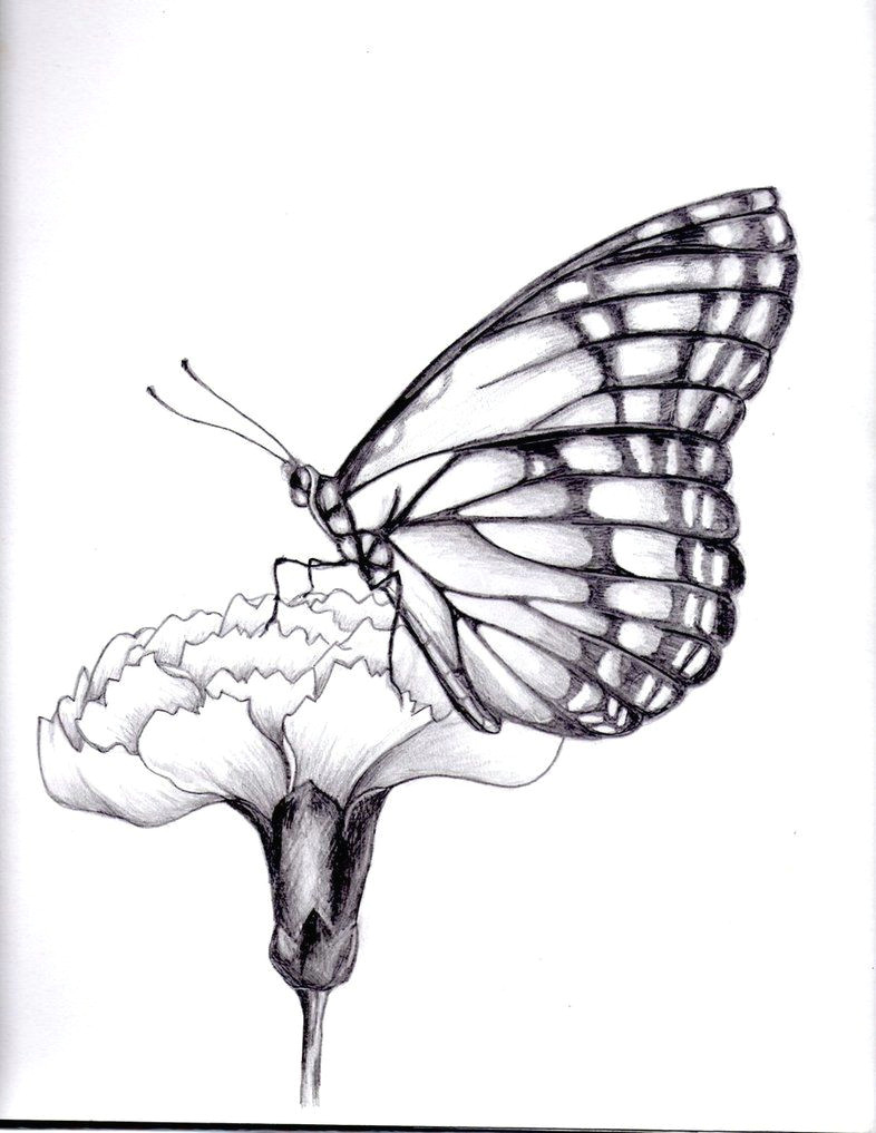 Drawings Of Flower and butterfly Drawings Of Flowers and butterflies My Drawing Of A butterfly by