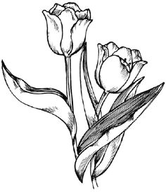 Drawings Of Flower Buds 58 Best Draw Flowers Images Flower Designs Quote Coloring Pages