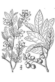 Drawings Of Flower Bushes 136 Best Berries Images Botanical Illustration Drawings Flowers