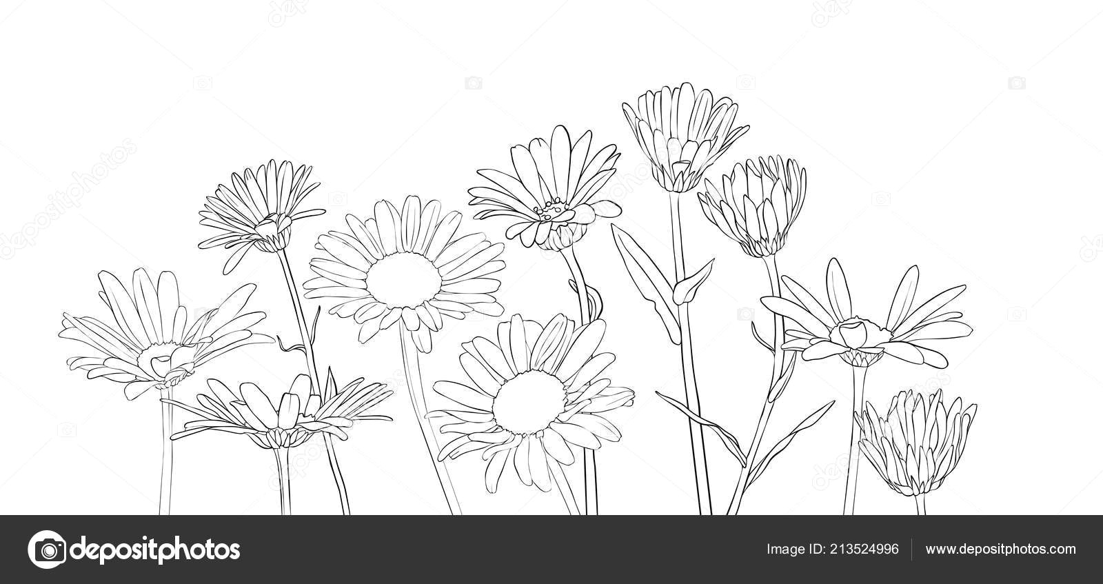 Drawings Of Flower Composition Vector Drawing Daisy Flowers Stock Vektor A C Cat Arch Angel 213524996