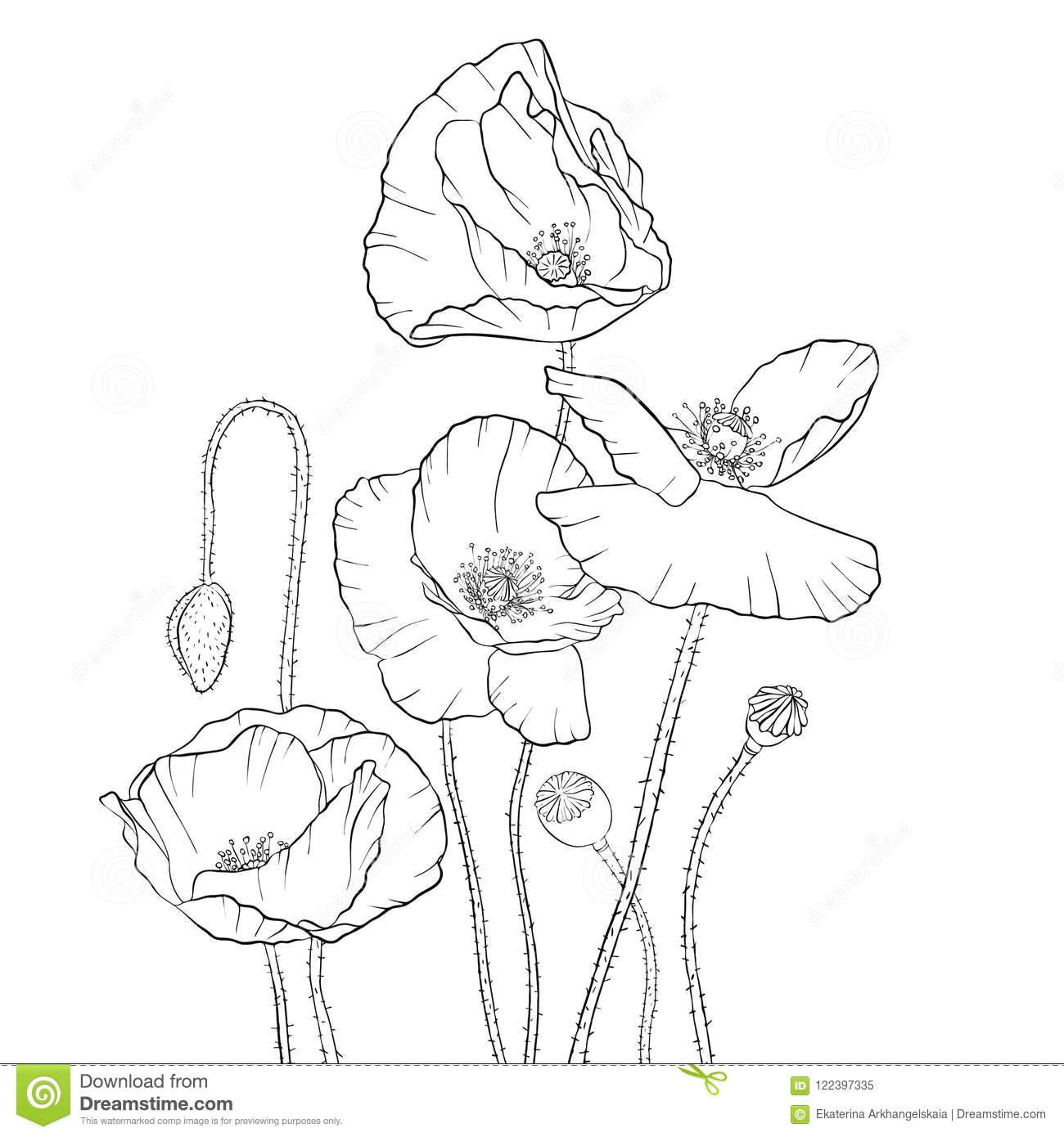 Drawings Of Flower Composition Vector Drawing Poppy Flowers Stock Vector Illustration Of Natural
