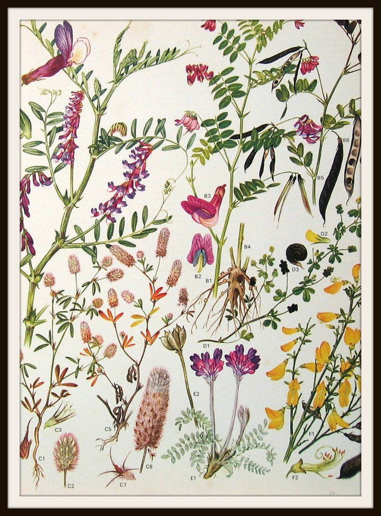 Drawings Of Flower Composition Vintage Botanical Image Art Print In 2019 Art Botanical Prints