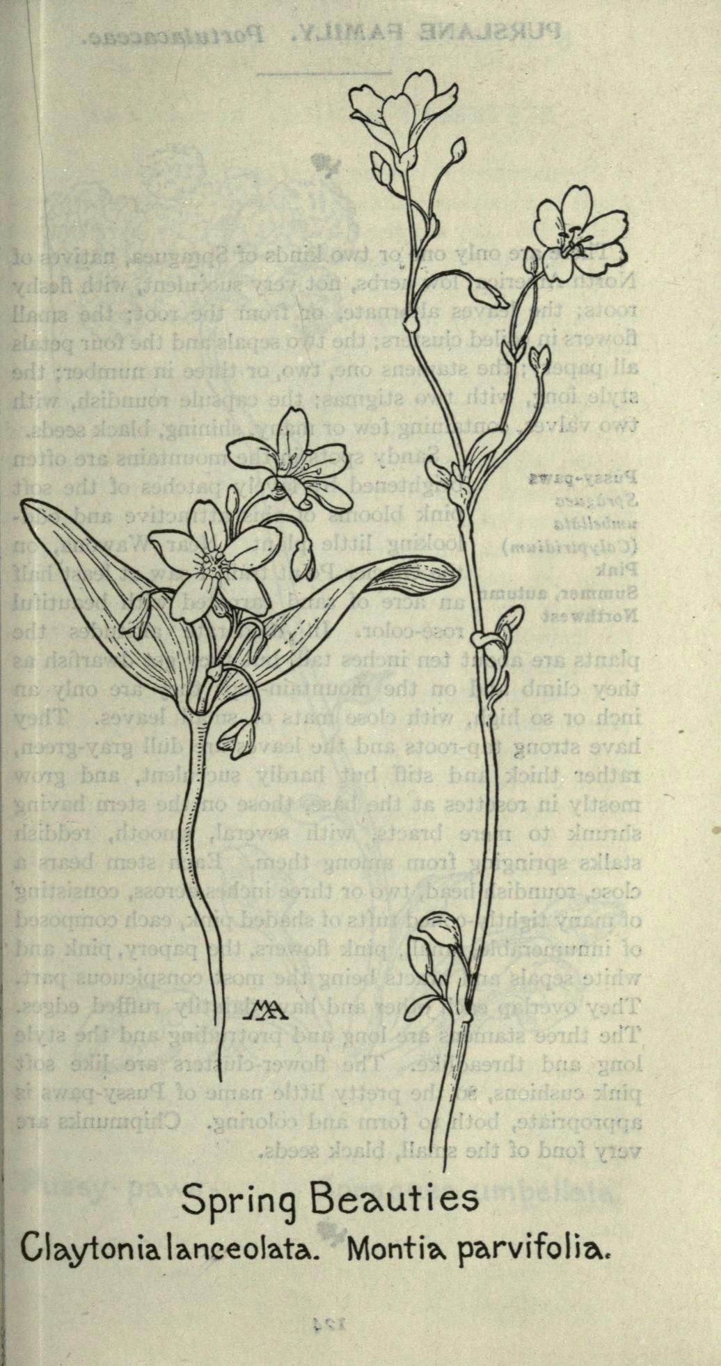 Drawings Of Flower Fields Field Book Of Western Wild Flowers Coloring Flowers Tattoos