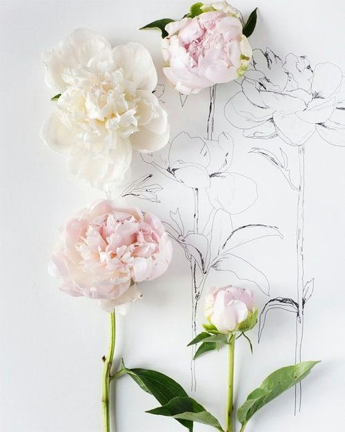 Drawings Of Flower Gardens Flowers Drawing Flowers Pinterest Flowers Peonies and Bloom