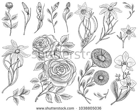 Drawings Of Flower Gardens Flowers Set Roses with Leaves and Buds Herb Medicinal Chamomile