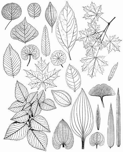 Drawings Of Flower Leaves Image Result for Copy Free Line Drawings Of Leaves Art and