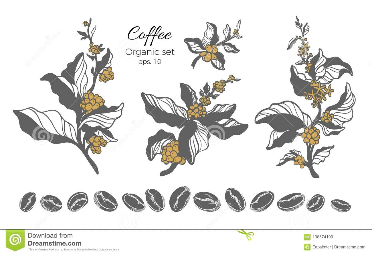 Drawings Of Flower Leaves Vector Set Of Coffee Tree Branch Stock Vector Illustration Of