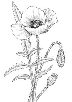 Drawings Of Flowers 3d 65 Best Drawing Flowers Images Coloring Pages Draw Flower Designs