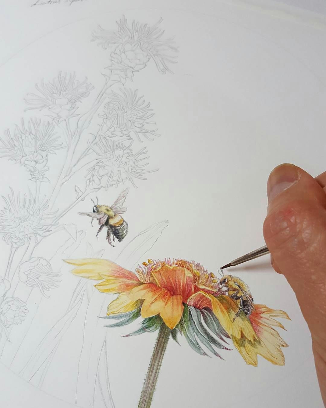 Drawings Of Flowers and Bees More Bumblebees for Pollinatorpartnership Pollinators Flowers