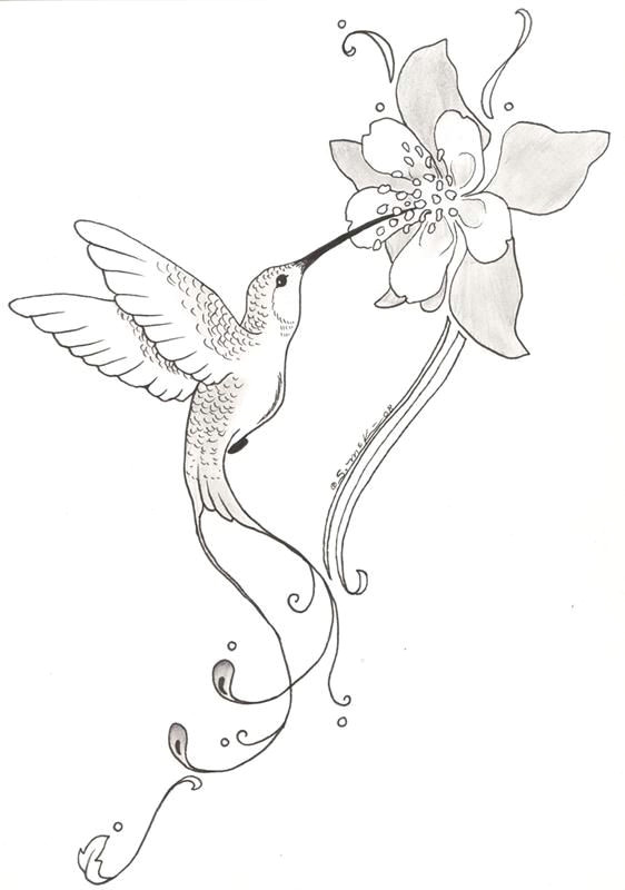 Drawings Of Flowers and Birds Hummingbird and Flower Pencil Drawing Google Search Birds