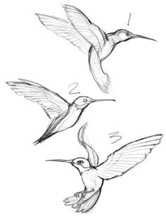 Drawings Of Flowers and Hummingbirds 116 Best Hummingbird Images butterflies Exotic Birds Hummingbird