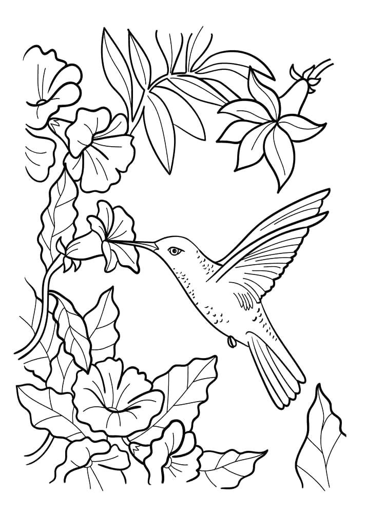 Drawings Of Flowers and Hummingbirds Black and White Flower Drawing Promotion 101