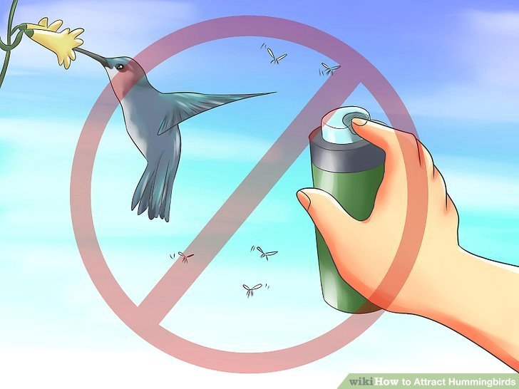 Drawings Of Flowers and Hummingbirds How to attract Hummingbirds 12 Steps with Pictures Wikihow