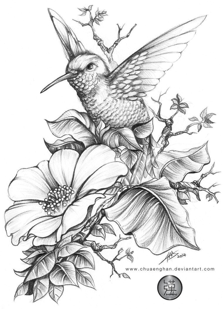 Drawings Of Flowers and Hummingbirds Hummingbird E E Done for A Book Cover A4 Size Hb 3b 6b Acrylic