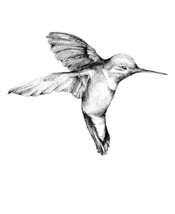 Drawings Of Flowers and Hummingbirds Realism Black White and Gray Drawing Hummingbird Tattoo