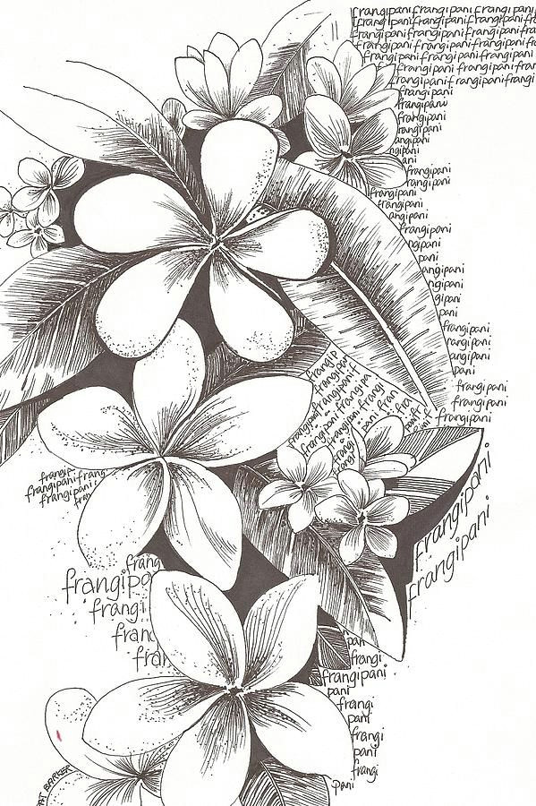 Drawings Of Flowers and Trees Frangipani Flowers by Pat Barker Art Tattoos Tattoos Drawings