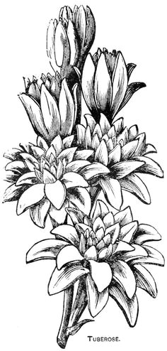 Drawings Of Flowers Hard 215 Best Flower Sketch Images Images Flower Designs Drawing S