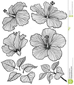 Drawings Of Flowers Hibiscus 28 Best Line Drawings Of Flowers Images Flower Designs Drawing