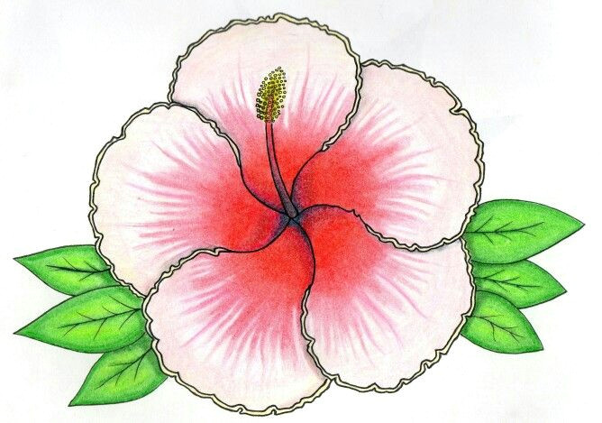 Drawings Of Flowers Hibiscus Hibiscus Flower Drawing Art