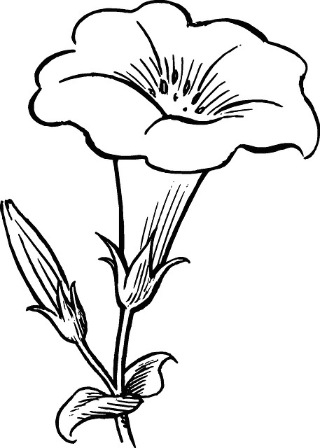 Drawings Of Flowers In A Garden Black Outline Drawing Flower White Flowers Free Drawing