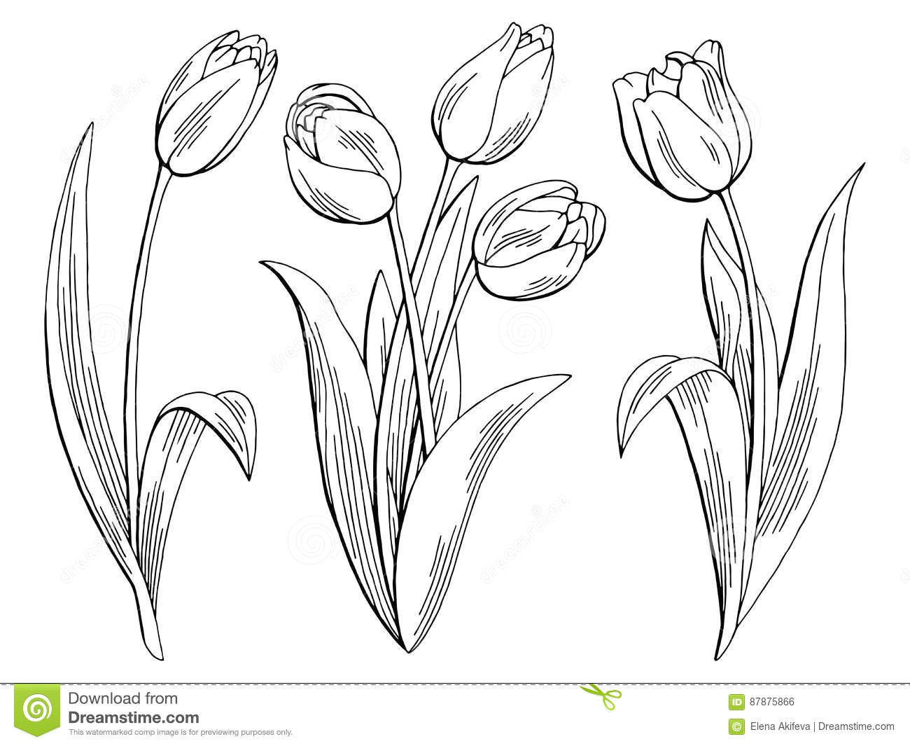 Drawings Of Flowers In Black and White Tulip Flower Graphic Black White isolated Sketch Illustration Stock