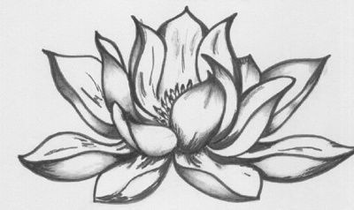 Drawings Of Flowers Lotus 9 Lotus Flower Drawing 45×30 Cm A C 2008 by Katarina Svedlund