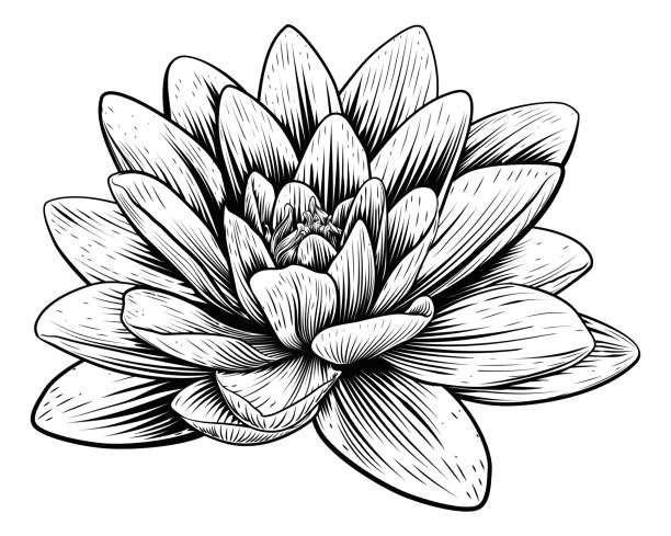 Drawings Of Flowers Lotus 9 Royalty Free Sacred Lotus Clip Art Vector Images Illustrations