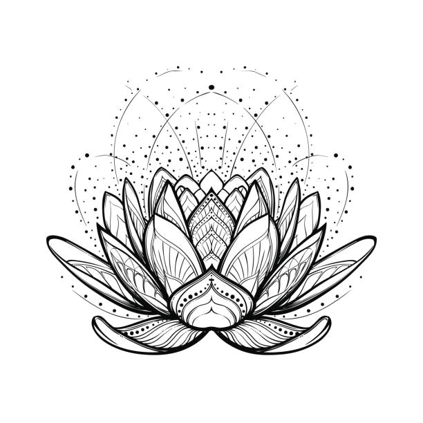 Drawings Of Flowers Lotus 9 Royalty Free Sacred Lotus Clip Art Vector Images Illustrations